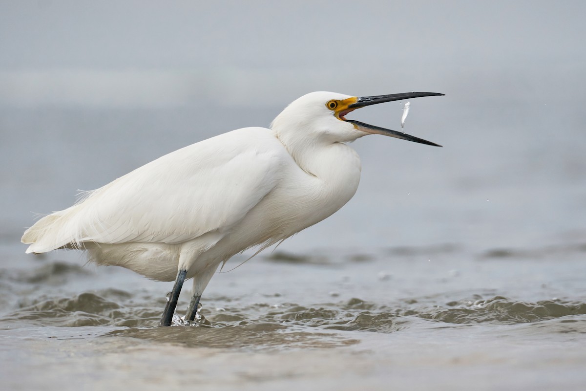 Snowy Egret - ML435845341