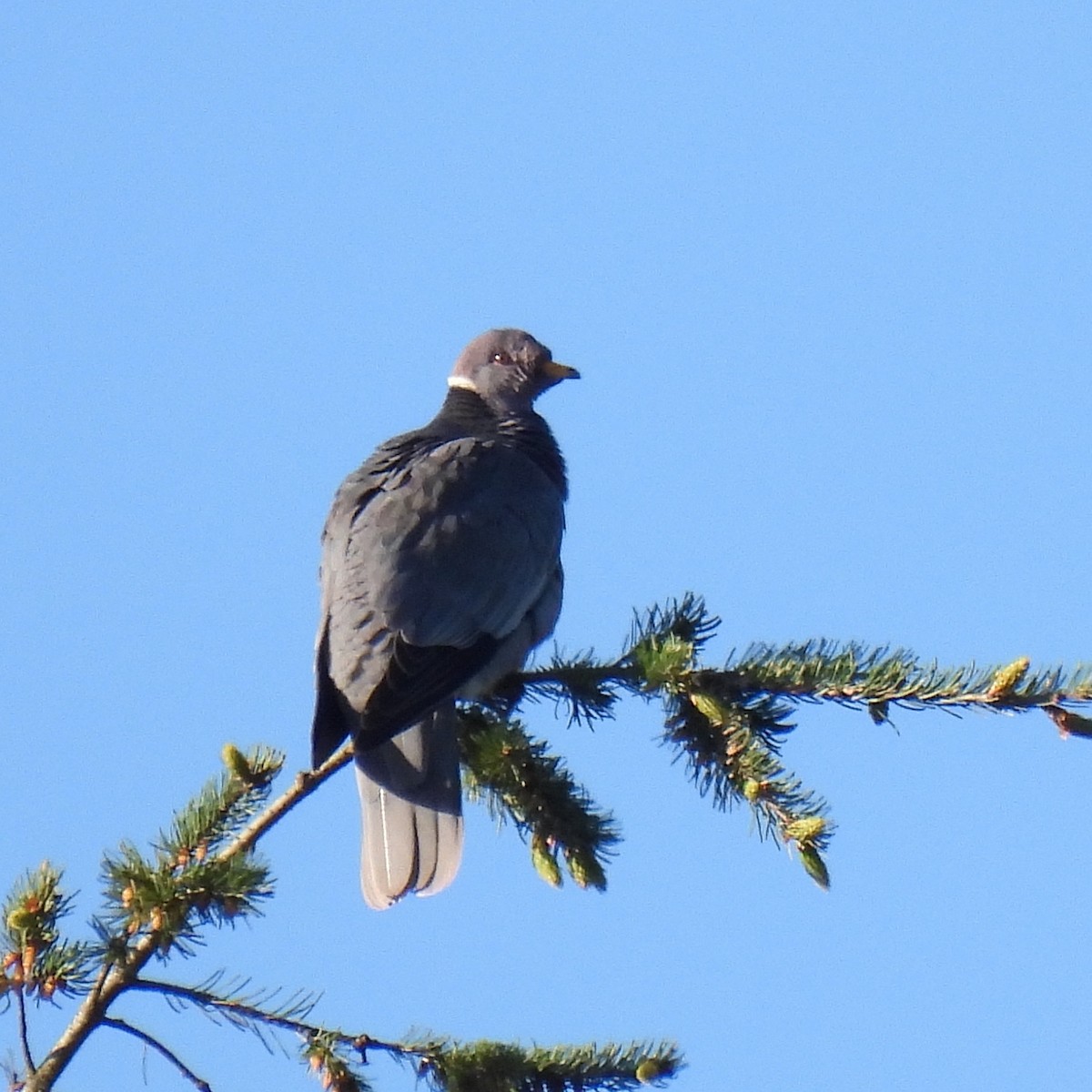 Band-tailed Pigeon - Susan Kirkbride