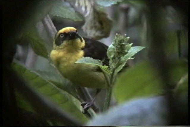 Baglafecht Weaver - ML435847