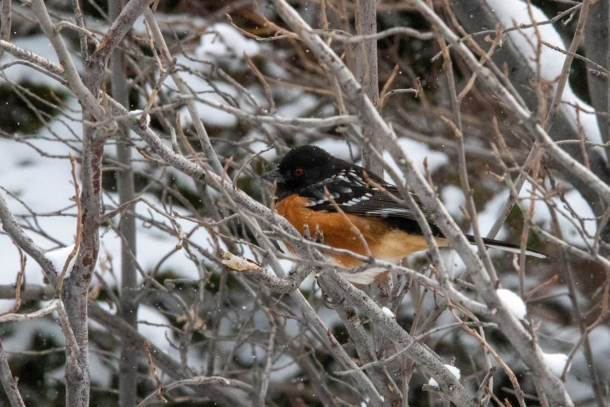 Spotted Towhee - ML435847821