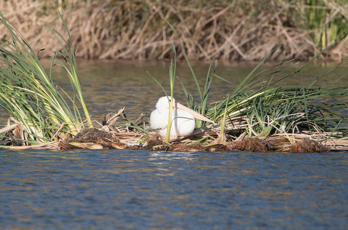 American White Pelican - ML435847921