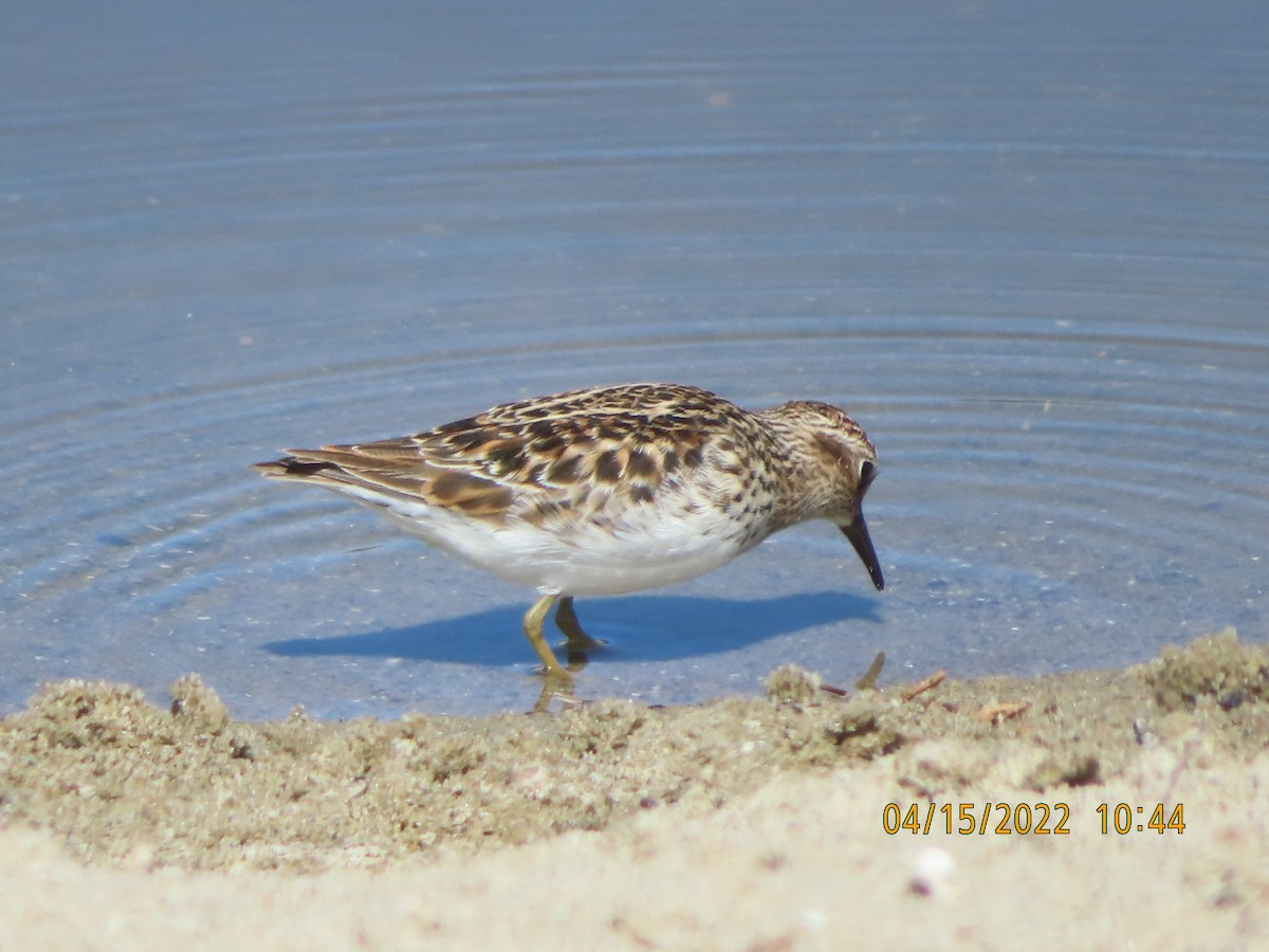 Least Sandpiper - ML435848711