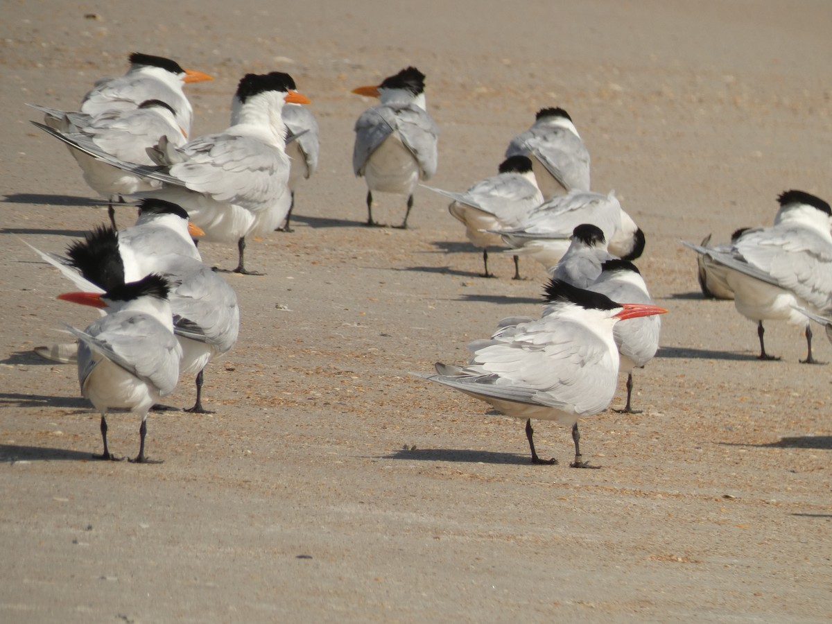 Caspian Tern - ML435849431