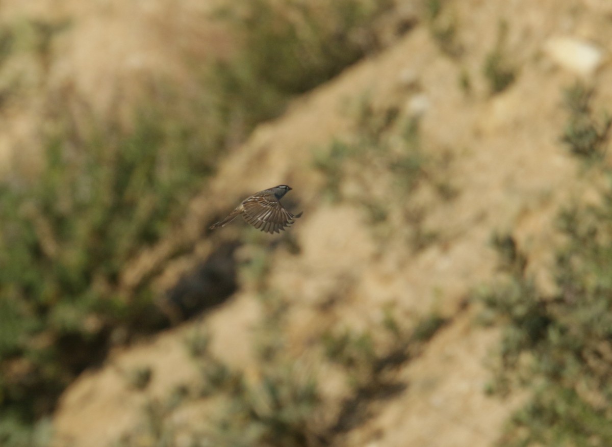 White-crowned Sparrow - ML435850181