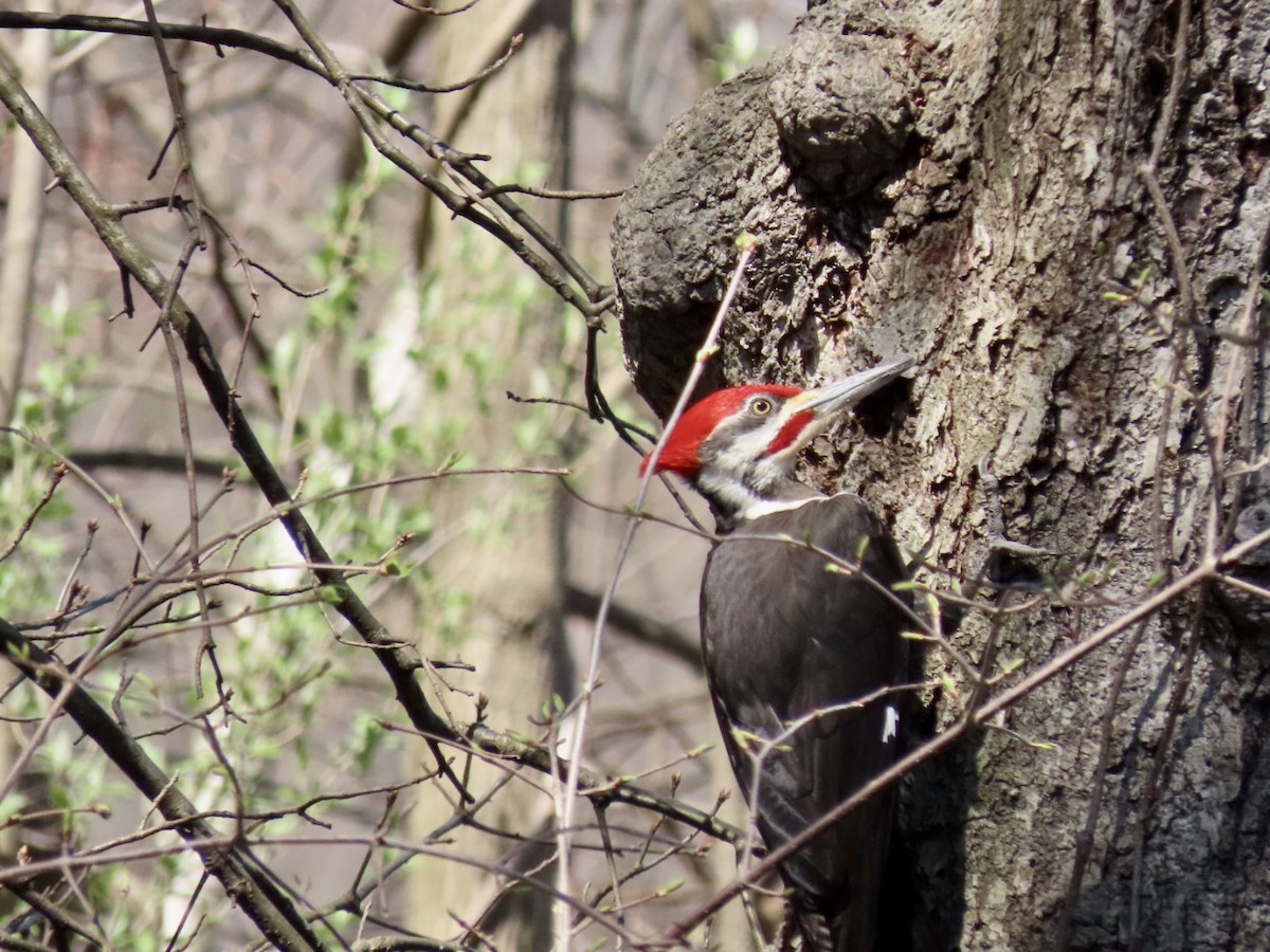 Pileated Woodpecker - ML435850231