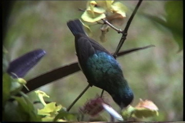 Variable Sunbird - ML435851