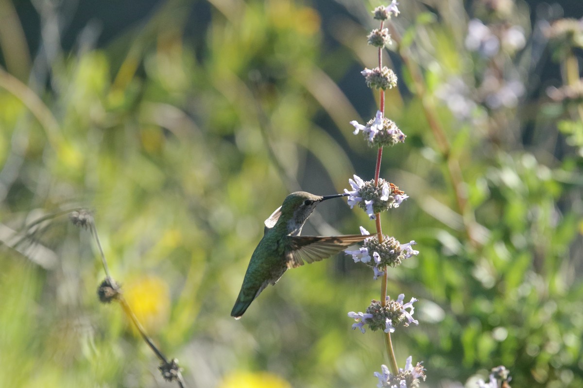 Anna's Hummingbird - ML435851961