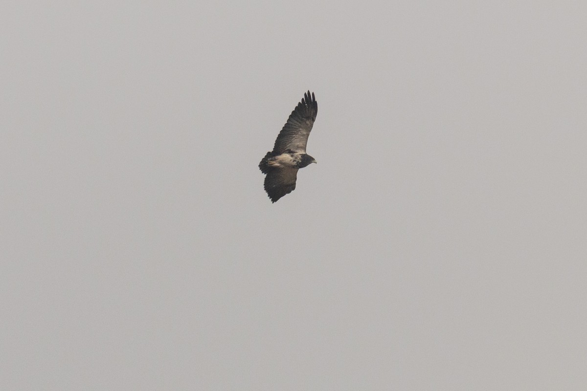 Black-chested Buzzard-Eagle - César Muñoz Varela