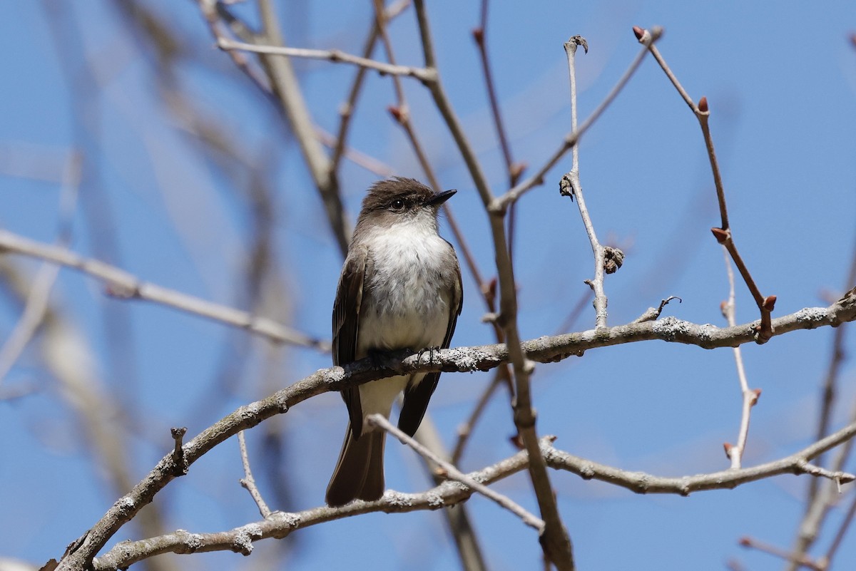 Eastern Phoebe - ML435852391