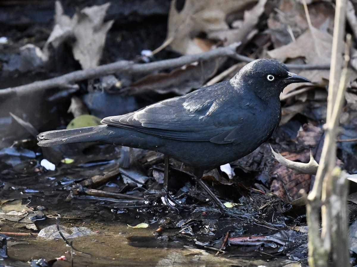 Rusty Blackbird - Bill Massaro