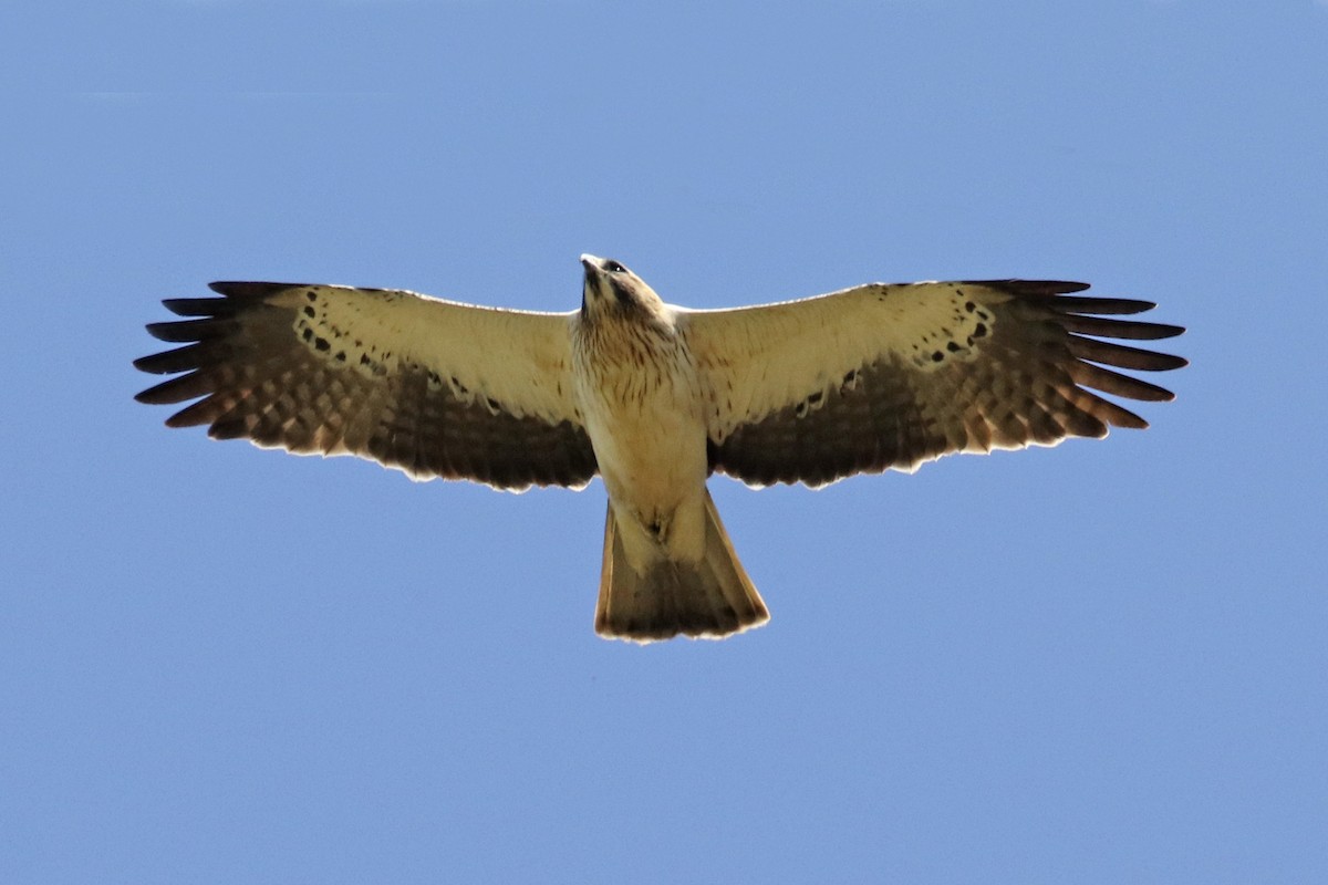 Booted Eagle - Francisco Barroqueiro