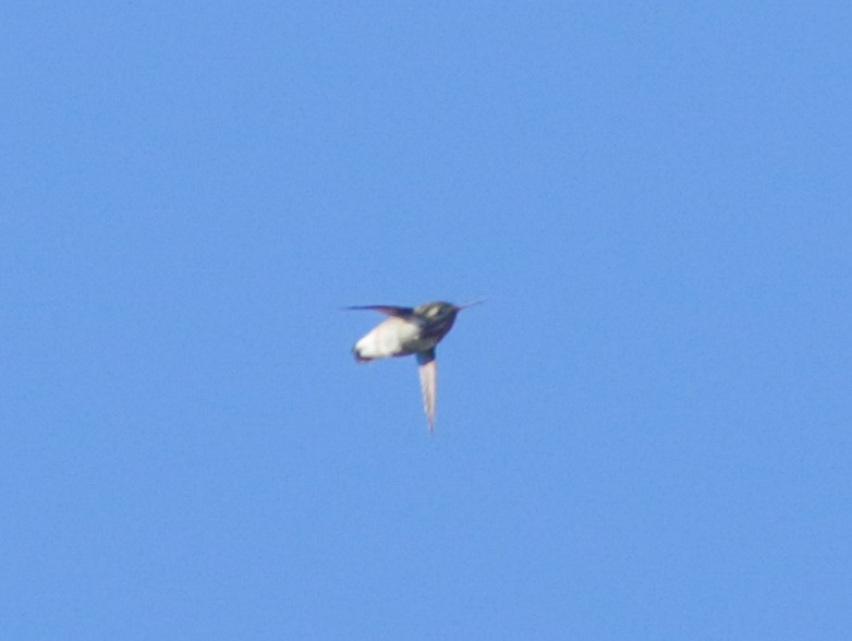 Calliope Hummingbird - ML435854431