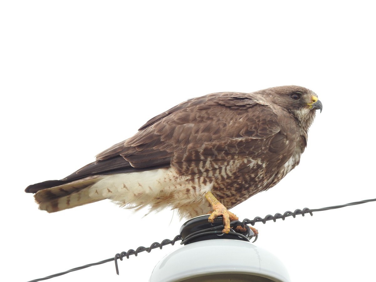 Swainson's Hawk - ML435854691