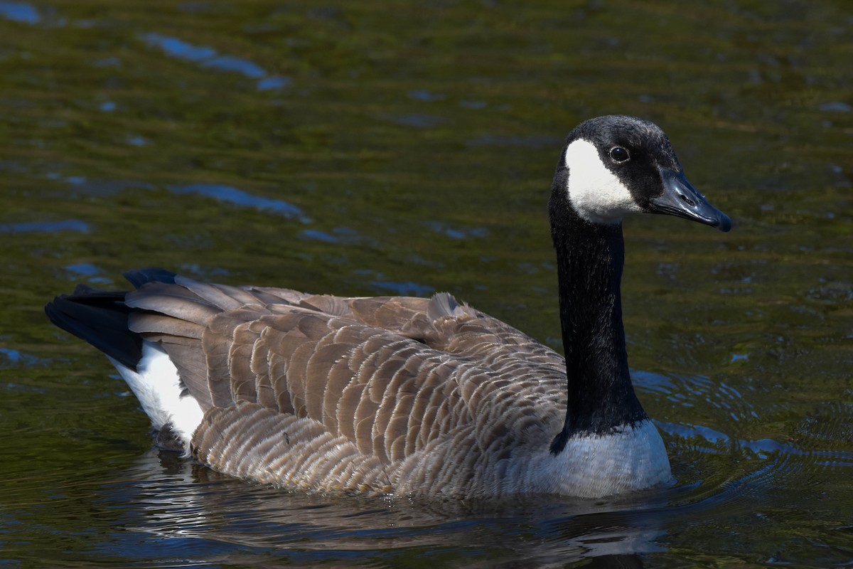 Canada Goose - ML435855121