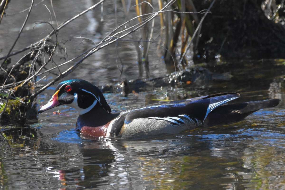 Wood Duck - ML435855211