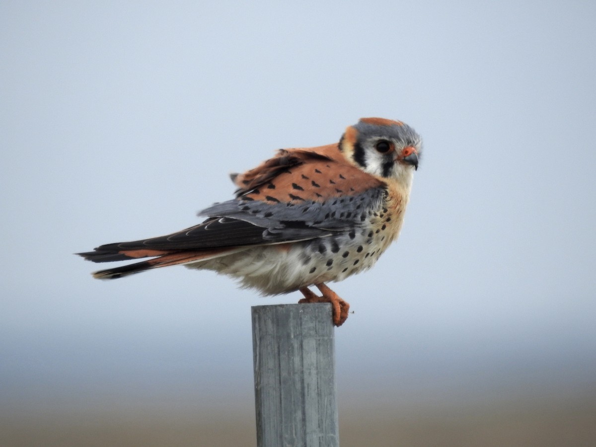 American Kestrel - ML435856521