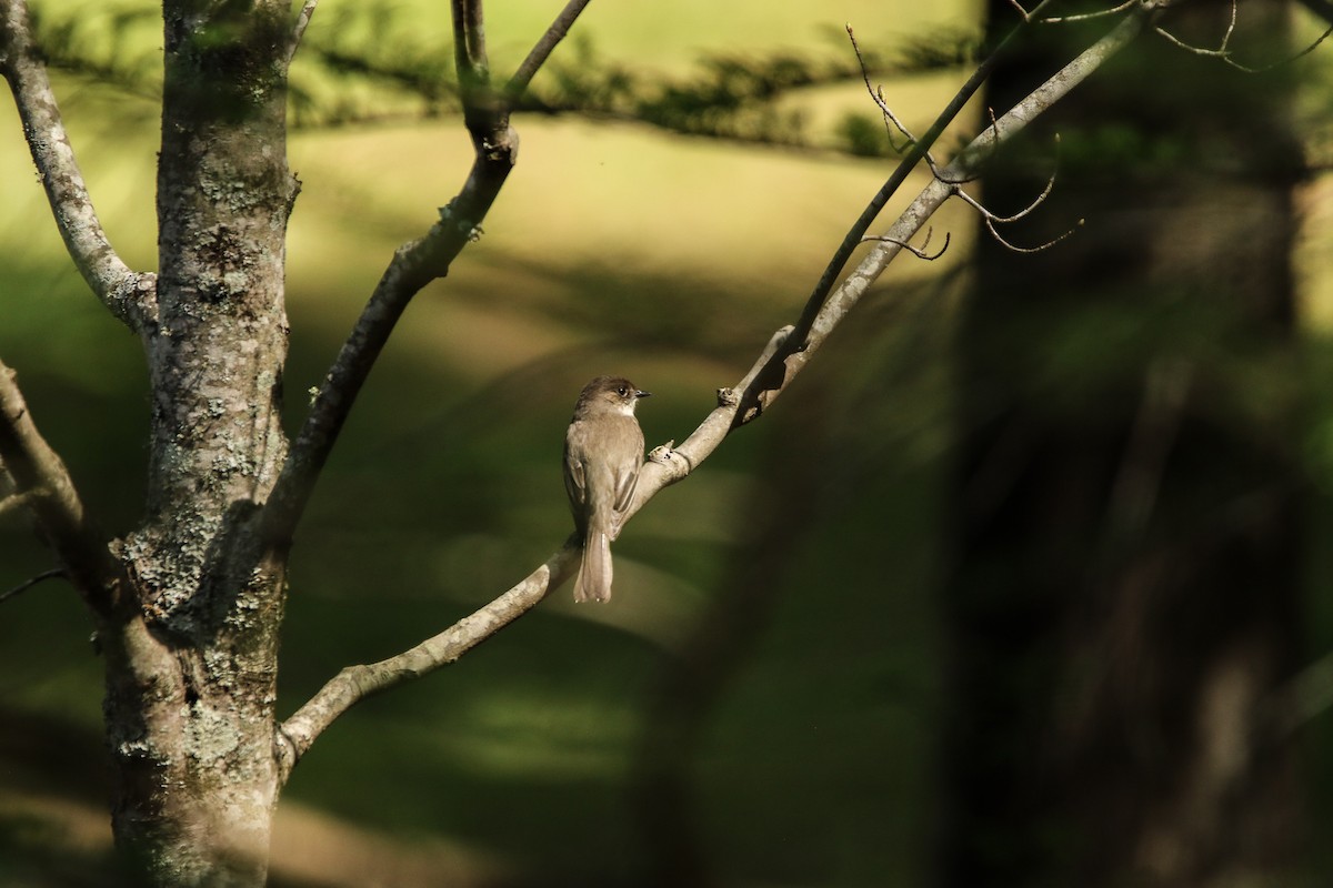 Eastern Phoebe - ML435856971