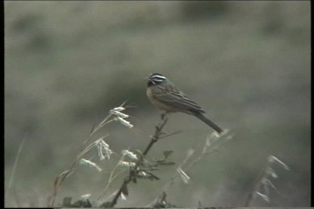 Cinnamon-breasted Bunting - ML435857