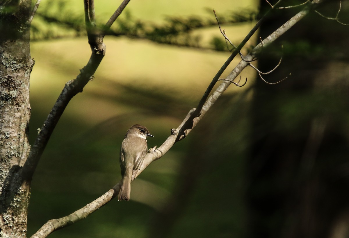 Eastern Phoebe - ML435857021