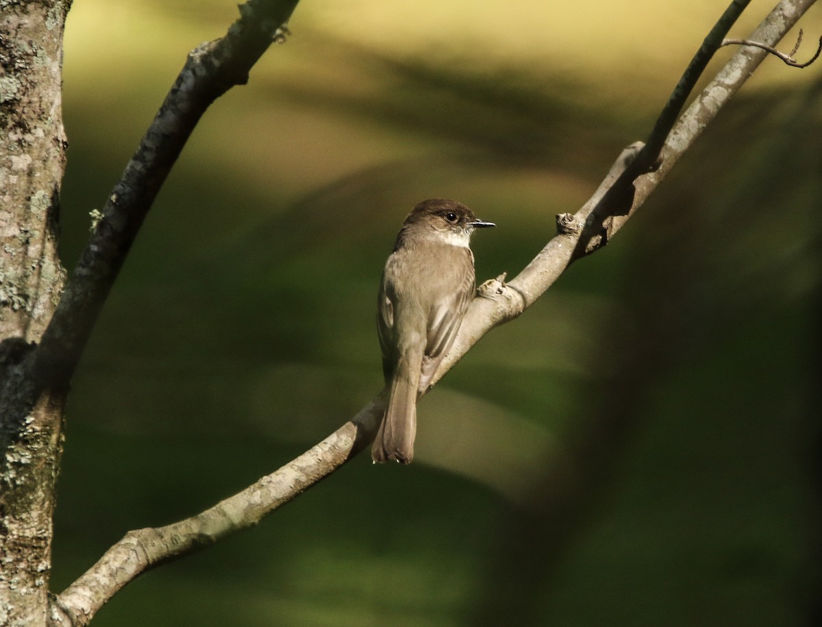 Eastern Phoebe - ML435857031