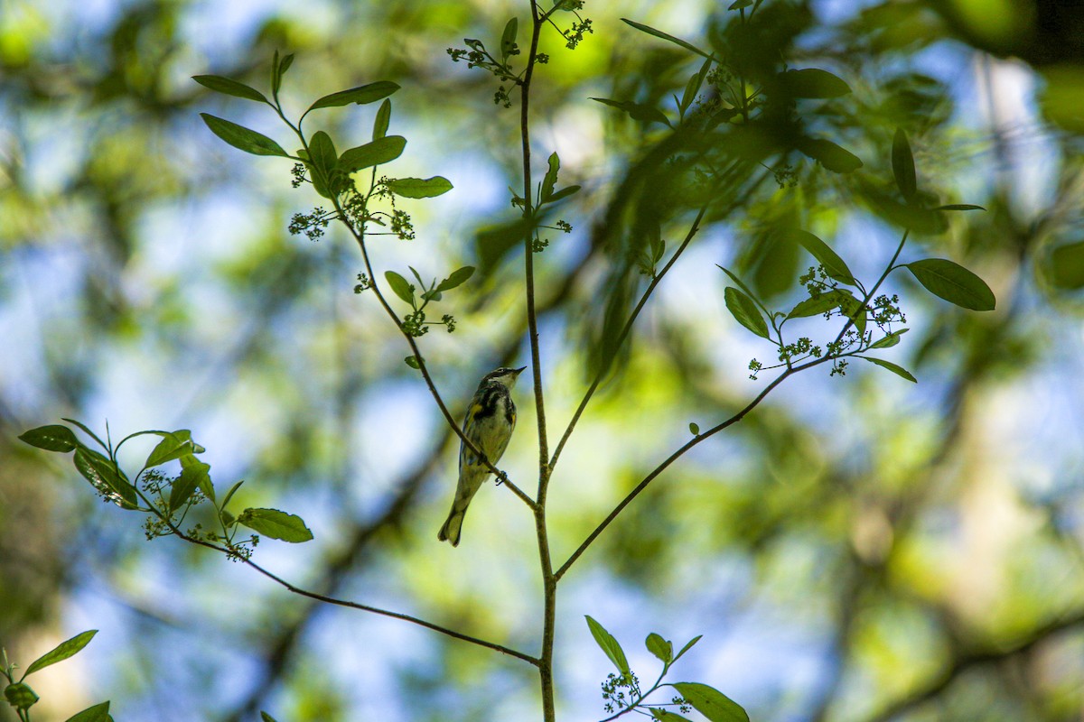 Yellow-rumped Warbler - ML435857091