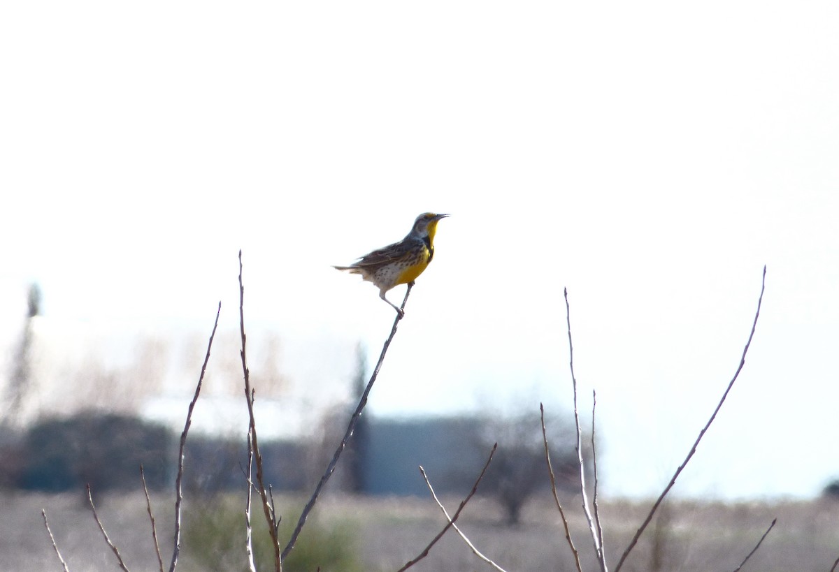 Western Meadowlark - ML435857101