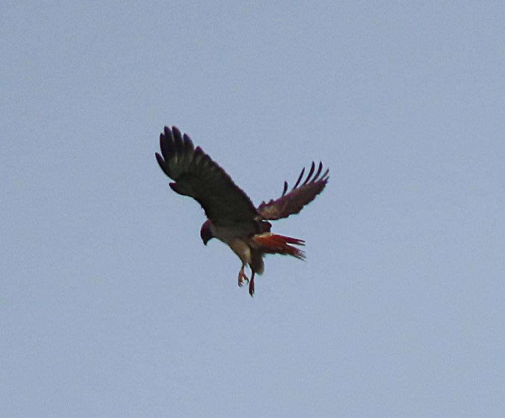 Red-tailed Hawk - ML435857171