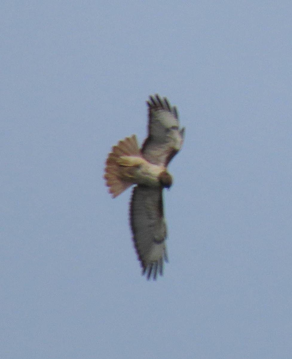 Red-tailed Hawk - ML435857181