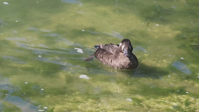 Surf Scoter - ML435857741