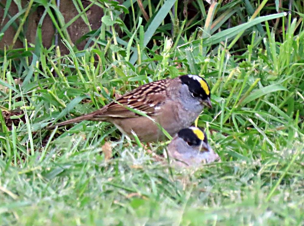 Golden-crowned Sparrow - ML435857811