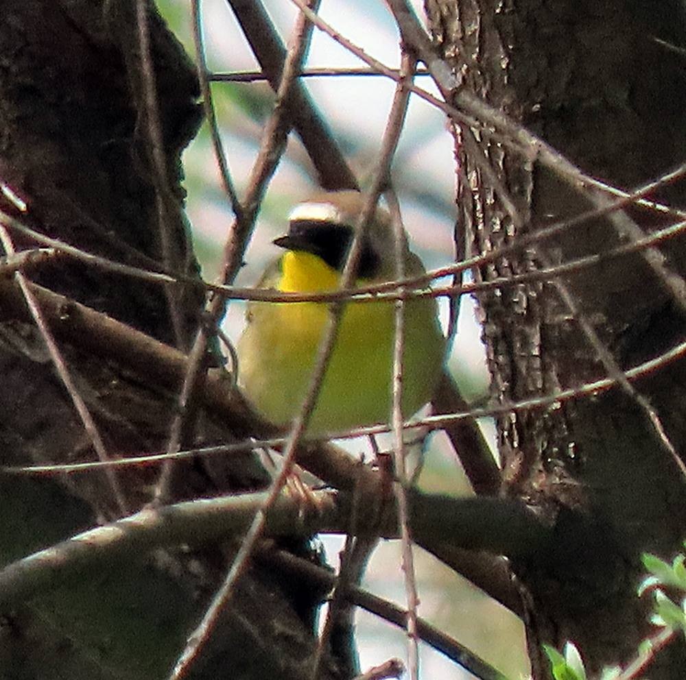 Common Yellowthroat - Marlowe Kissinger