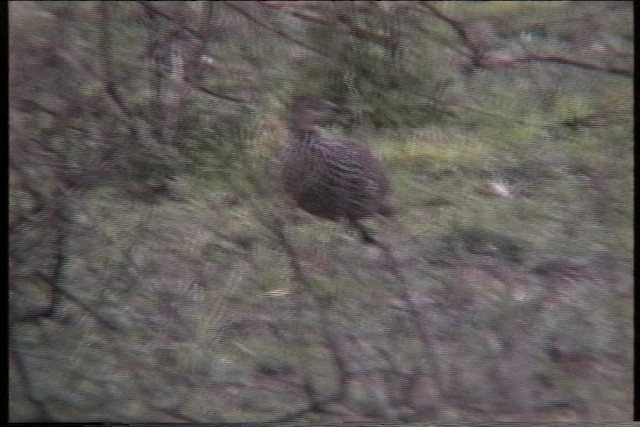 Yellow-necked Spurfowl - ML435858