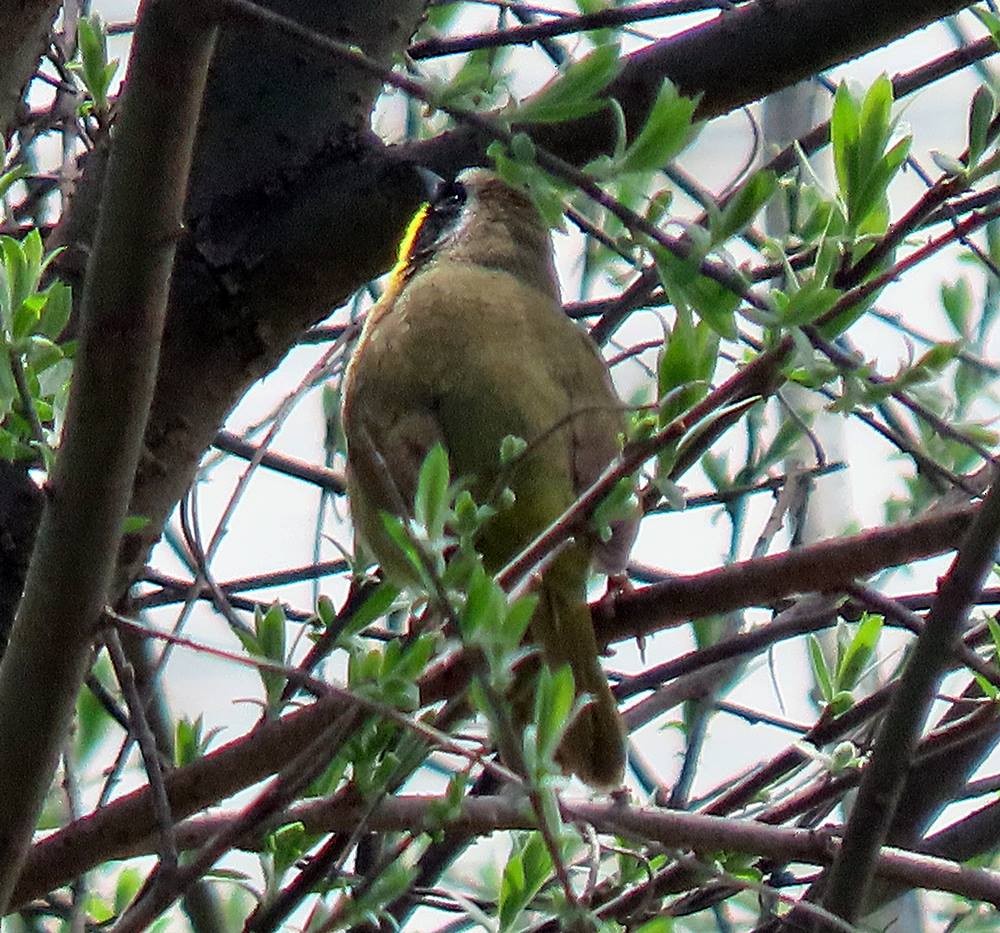 Common Yellowthroat - ML435858171