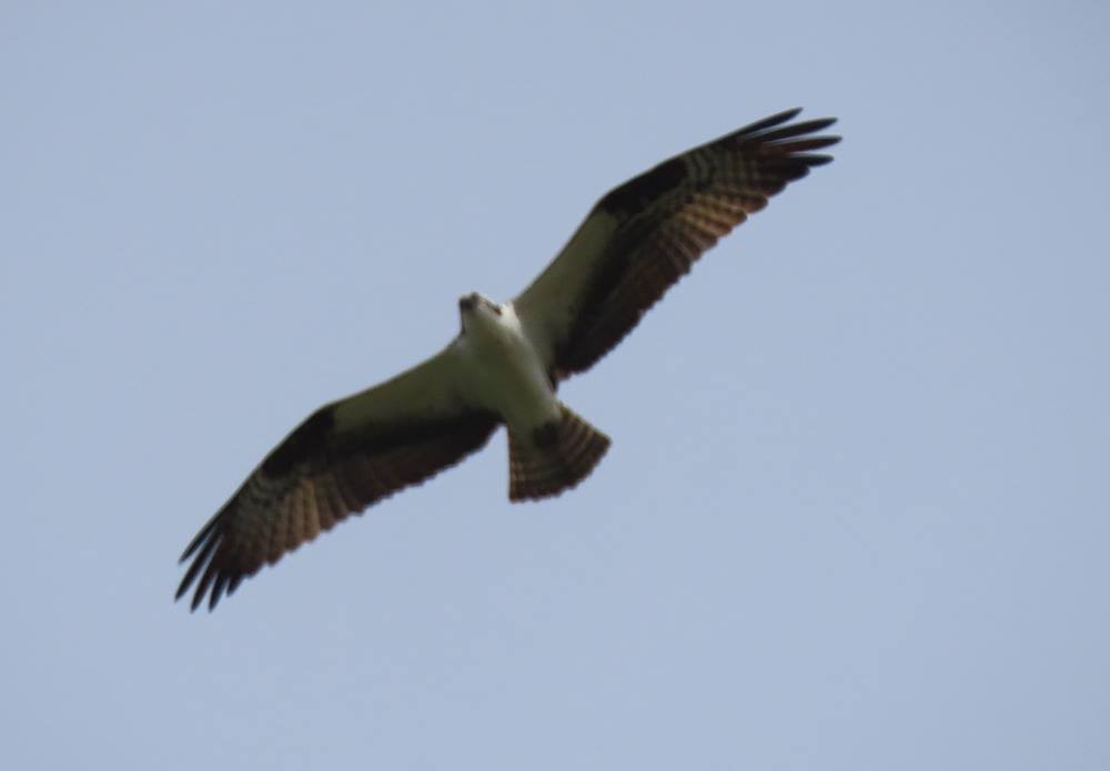 Águila Pescadora - ML435858701