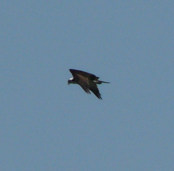 Águila Pescadora (carolinensis) - ML435858971