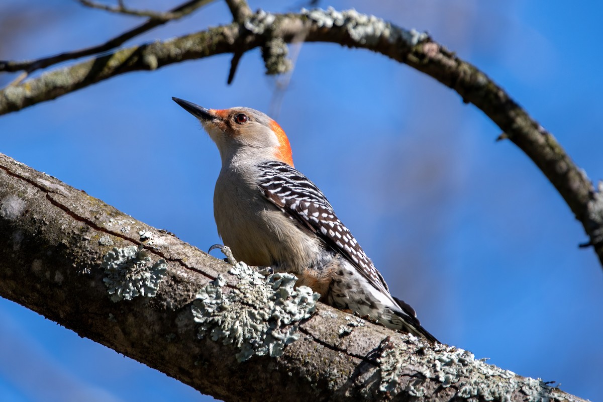 Red-bellied Woodpecker - ML435859061