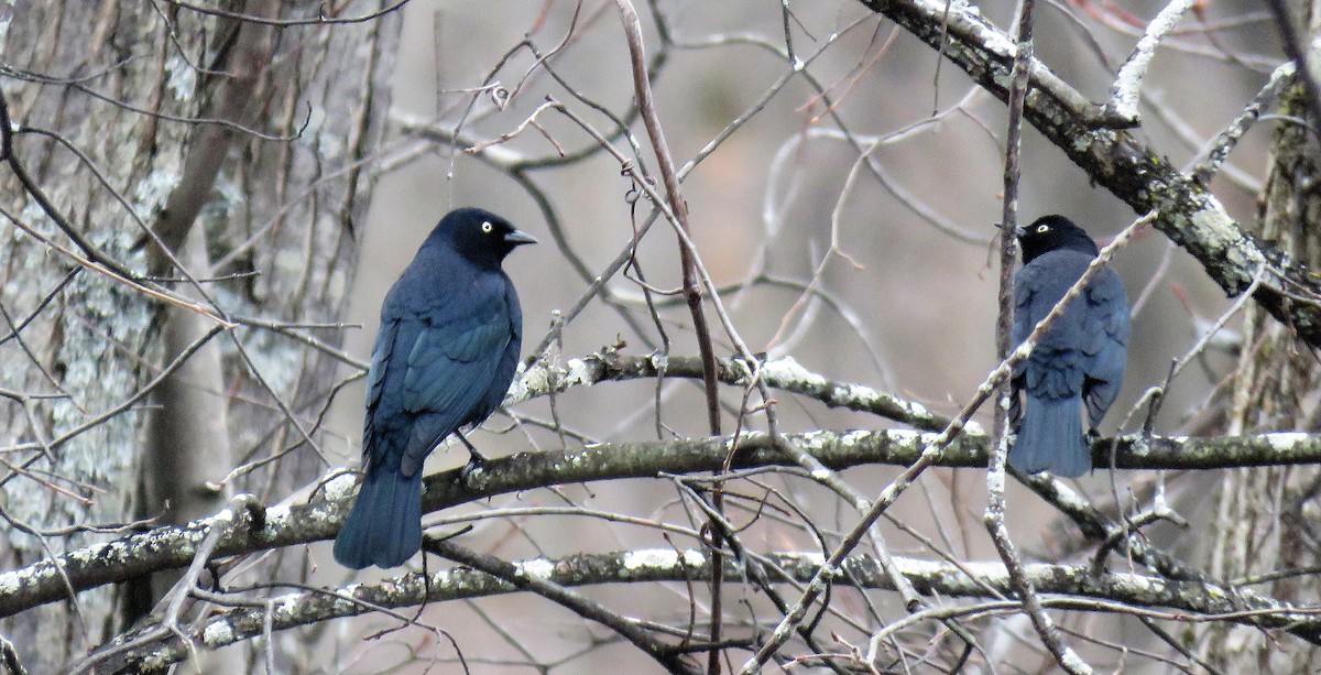 Rusty Blackbird - ML435859261