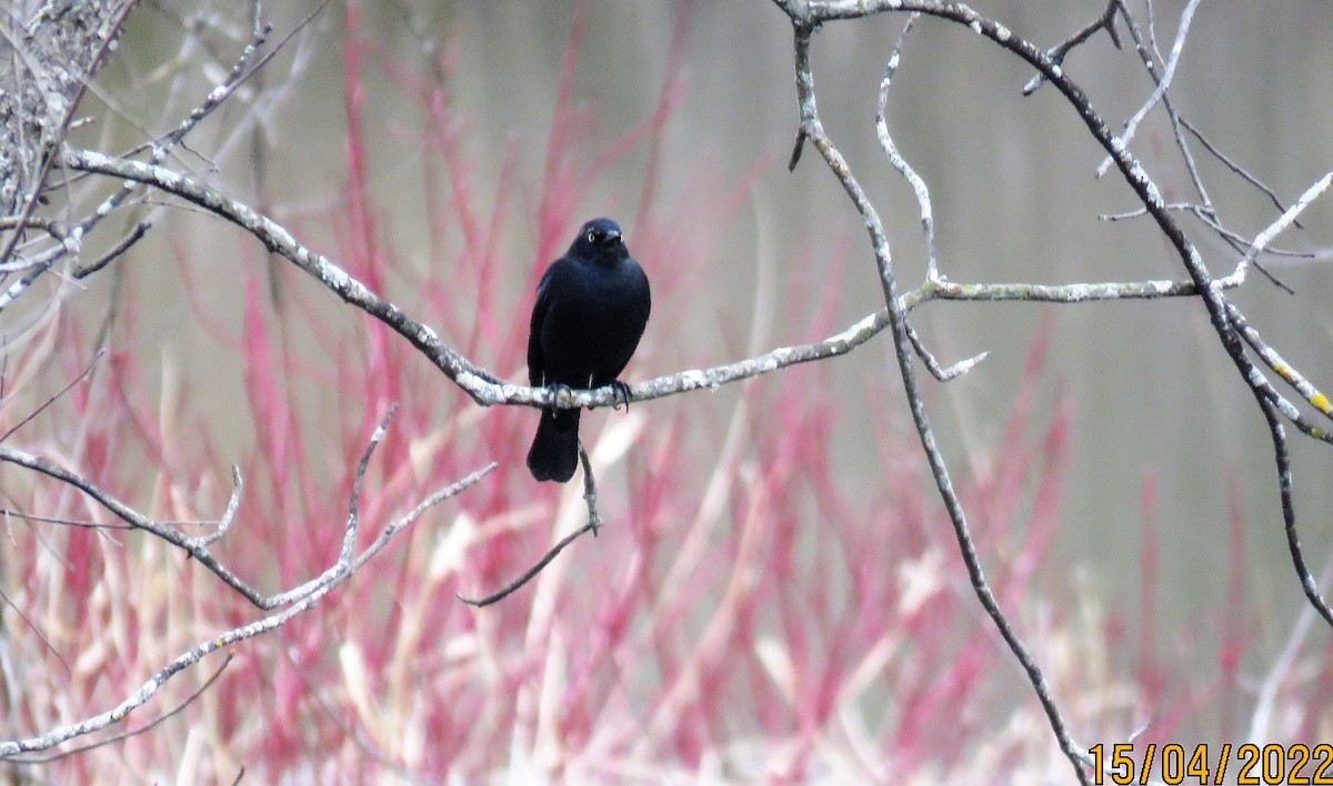 Rusty Blackbird - ML435859591