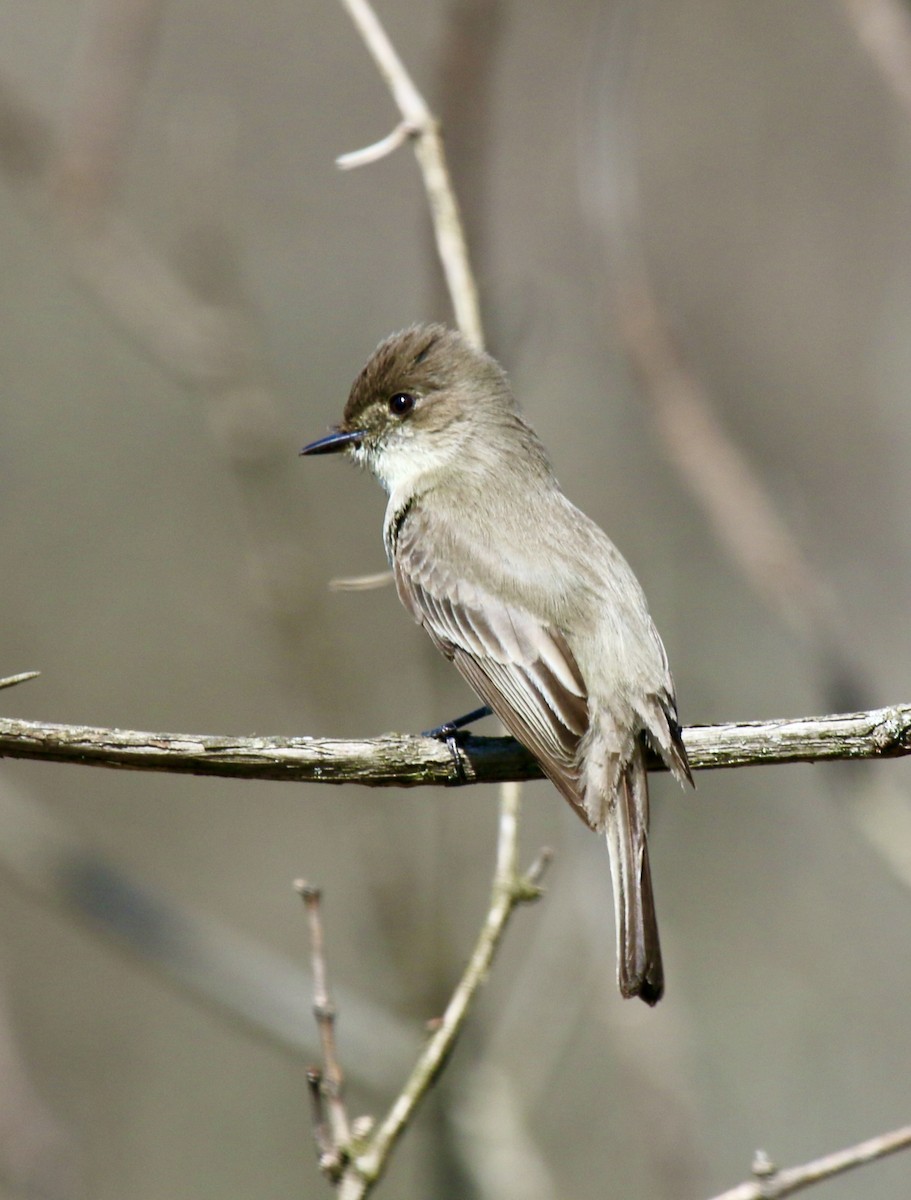 Eastern Phoebe - ML435860131