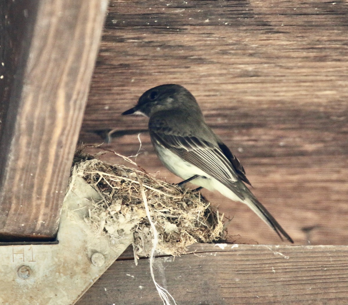 Eastern Phoebe - ML435860211