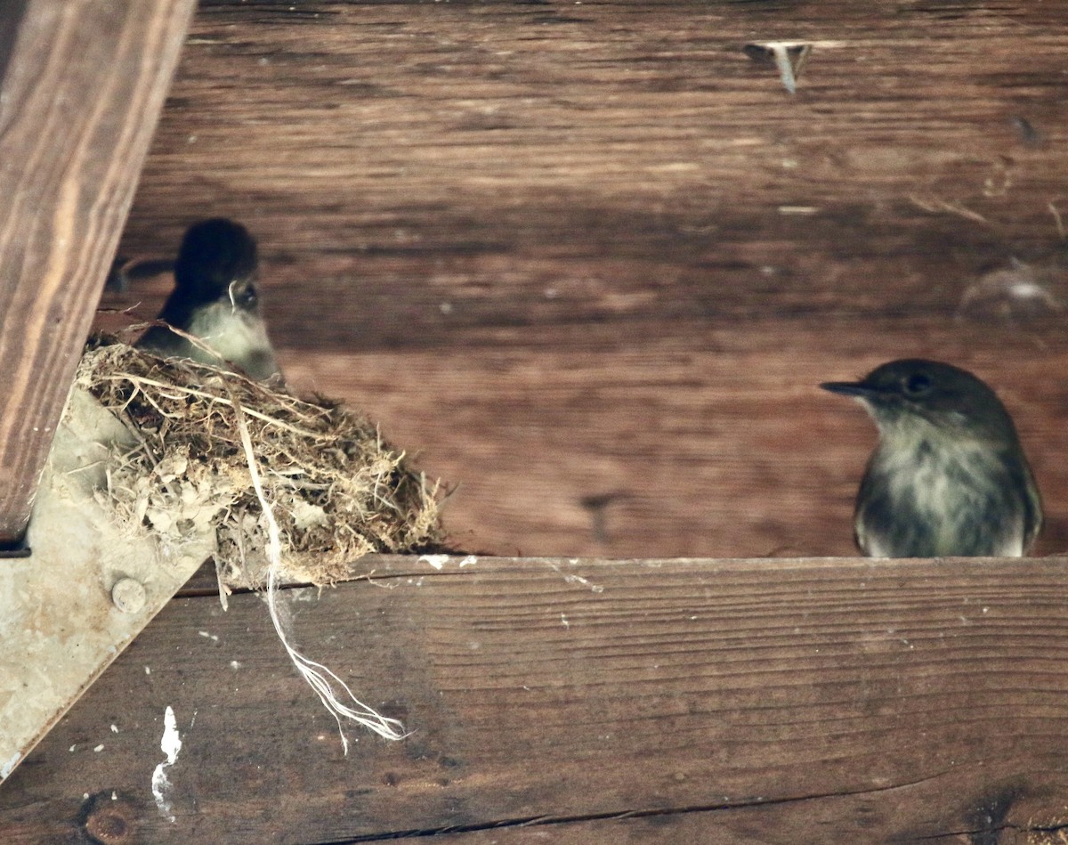 Eastern Phoebe - Jeffrey Cohen