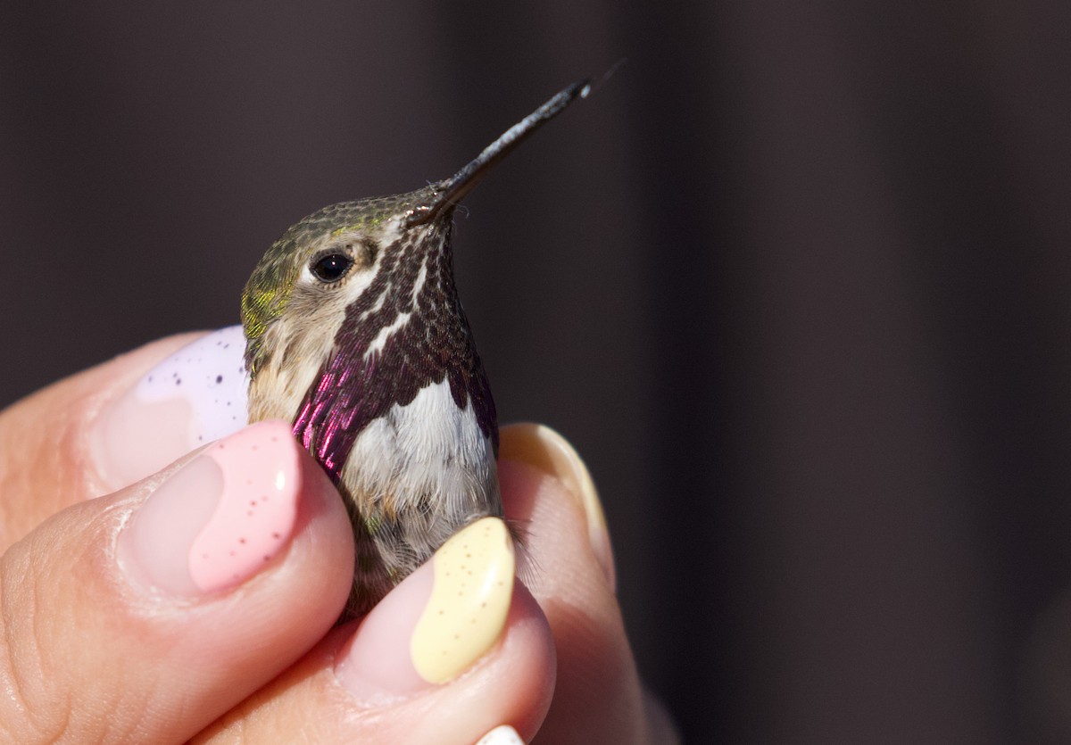 Calliope Hummingbird - ML435860411