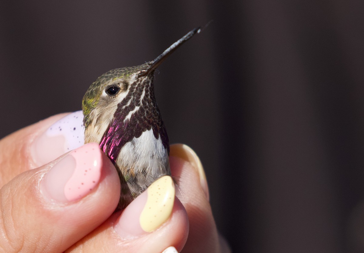 Colibrí Calíope - ML435860411