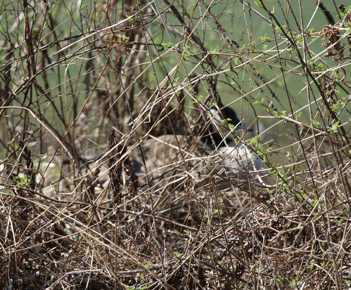 Canada Goose - Jeffrey Cohen