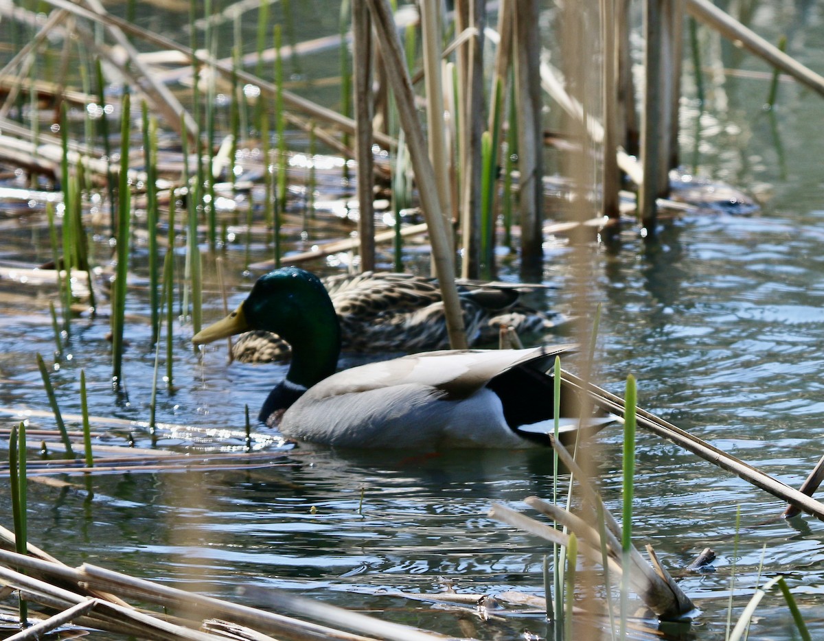 Mallard - ML435860571