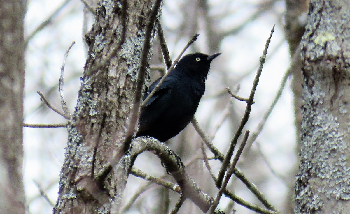 Rusty Blackbird - ML435860691