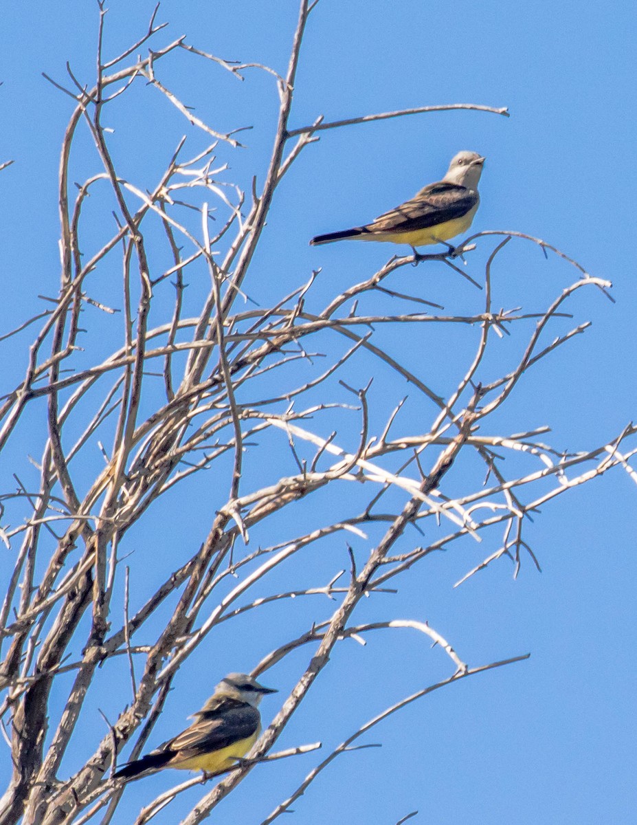 Cassin's Kingbird - ML435862421