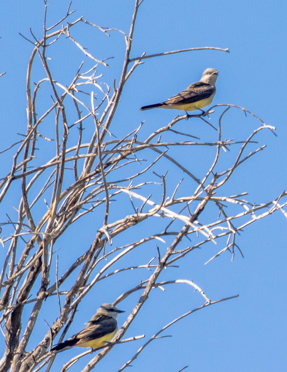 Cassin's Kingbird - Chris Tosdevin