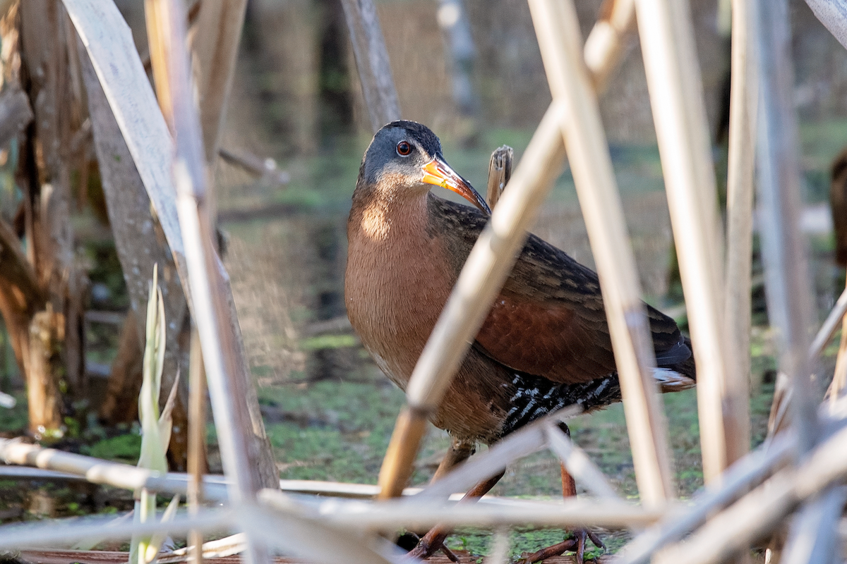 Virginia Rail - ML435862441