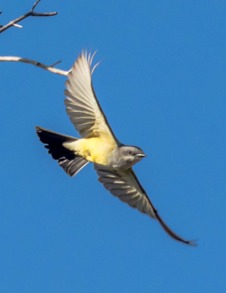 Cassin's Kingbird - ML435862451